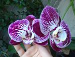     
: DSC_4382.jpg
: 9
:	157.5 
ID:	9691860