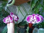     
: DSC_4381.jpg
: 9
:	169.6 
ID:	9691861