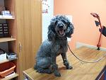     
: 20150414_162033.jpg
: 28
:	110.5 
ID:	9704198