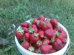     
: image (43).jpg
: 17
:	17.7 
ID:	9708193