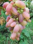     
: image (39).jpg
: 20
:	15.6 
ID:	9708196