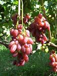     
: image (32).jpg
: 17
:	19.5 
ID:	9708208