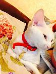     
: image.jpg
: 28
:	103.8 
ID:	9708716