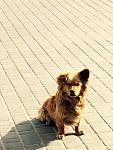     
: image.jpg
: 87
:	83.1 
ID:	9715833