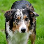     
: 4117fotosobaki.narod.ru.jpg
: 41
:	162.0 
ID:	9717392