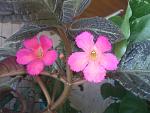    
: DSC_3095.jpg
: 72
:	131.7 
ID:	9718028