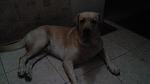     
: image-9ebdb8d30a1511befdf9d52f9061cf26925fc0c14e9c46134c84be2a2a7853f5-V.jpg
: 13
:	226.3 
ID:	9721013