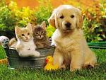     
: wallpapers_cats_313.jpg
: 96
:	197.7 
ID:	9726586