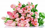     
: pink-tulips-cvety-buket.jpg
: 42
:	106.0 
ID:	9757073