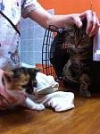     
: IMG_1874.jpg
: 18
:	88.3 
ID:	9777101