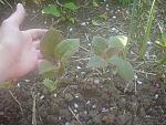     
: DSC00395.jpg
: 12
:	172.8 
ID:	9777475