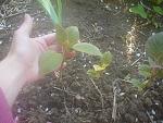     
: DSC00396.jpg
: 13
:	169.4 
ID:	9777477