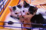     
: DSC_2461.jpg
: 35
:	128.7 
ID:	9779842