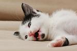     
: DSC_2517.jpg
: 38
:	67.5 
ID:	9779854