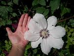     
: 100_7921.jpg
: 13
:	119.6 
ID:	9792283
