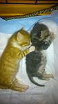     
: DSC_0996.jpg
: 28
:	63.2 
ID:	9798493