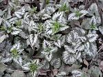     
: 2014-03-22 08.32.35.jpg
: 51
:	260.0 
ID:	9803408