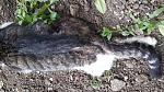     
: 20150510_143031.jpg
: 17
:	218.1 
ID:	9820005