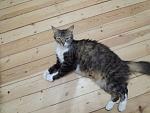     
: кошка4.jpg
: 5
:	58.1 
ID:	9820253