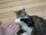     
: кошка1.jpg
: 7
:	50.5 
ID:	9820254