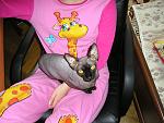     
: P1010155.jpg
: 34
:	157.8 
ID:	983415
