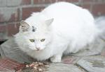     
: HZfVy7t29LM.jpg
: 9
:	100.5 
ID:	9846631
