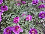     
: 2015-05-16 17.00.54.jpg
: 9
:	234.5 
ID:	9848138