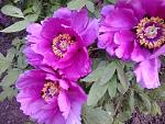     
: 2015-05-16 17.01.07.jpg
: 10
:	153.4 
ID:	9848144