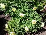     
: 2015-05-16 14.50.38.jpg
: 7
:	287.1 
ID:	9848151