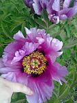     
: 090520151158.jpg
: 8
:	129.1 
ID:	9848620