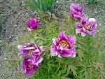     
: 090520151155.jpg
: 7
:	282.6 
ID:	9848623