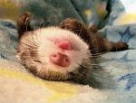     
: sleep.jpg
: 16
:	43.8 
ID:	9849125