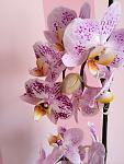     
: ImageUploadedByTapatalk1431855769.654531.jpg
: 64
:	229.4 
ID:	9849707