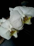     
: uploadfromtaptalk1431987471117.jpg
: 14
:	24.6 
ID:	9857332