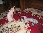     
: P1010164.jpg
: 18
:	159.4 
ID:	987665