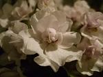     
: DSCF8378.JPG
: 51
:	112.3 
ID:	987858