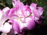     
: DSCF8379.JPG
: 46
:	112.3 
ID:	987860