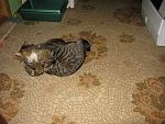     
: IMG_0074.jpg
: 56
:	187.6 
ID:	987905