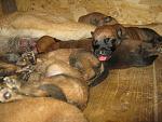     
: IMG_4978.jpg
: 11
:	166.4 
ID:	9879171