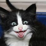     
: fTg_VjLOKTc.jpg
: 185
:	182.4 
ID:	9881760