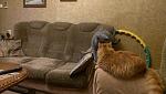     
: 2015-05-05 22.13.16.jpg
: 3
:	121.8 
ID:	9888045
