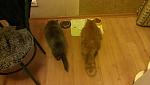     
: 2015-05-14 20.45.53.jpg
: 6
:	92.2 
ID:	9888054