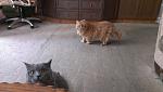     
: 2015-05-21 14.03.06.jpg
: 7
:	112.8 
ID:	9888071