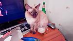     
: 20150401212644.jpg
: 16
:	95.2 
ID:	9892158