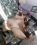    
: 20150523_155603 - копия.jpg
: 12
:	123.2 
ID:	9892343