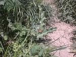     
: 20150527_121530.jpg
: 23
:	292.8 
ID:	9894622