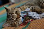     
: DSC05516.jpg
: 19
:	126.3 
ID:	9900164