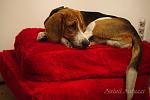     
: DSC09925.jpg
: 24
:	88.5 
ID:	9900169