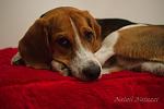     
: DSC09927.jpg
: 22
:	79.8 
ID:	9900171