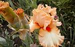     
: 20150528_111253.jpg
: 13
:	128.8 
ID:	9900251